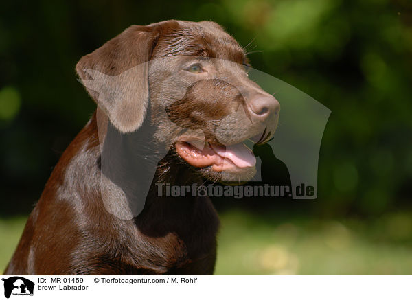 Labrador Retriever Rde / brown Labrador / MR-01459