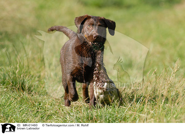 Labrador Retriever Rde / brown Labrador / MR-01460