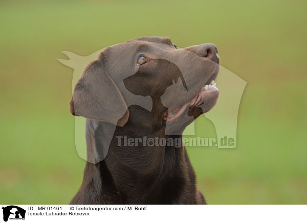 Labrador Retriever Hndin / female Labrador Retriever / MR-01461