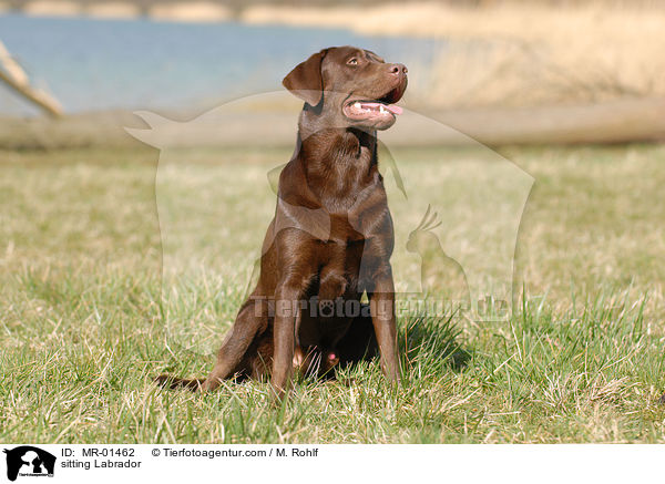 sitzender Labrador / sitting Labrador / MR-01462