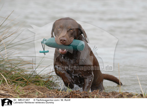 Labrador Retriever apportiert Dummy / Labrador Retriever retrieves Dummy / MR-01467