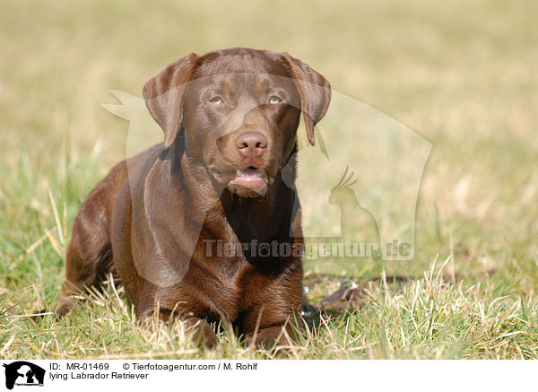 liegender Labrador Retriever / lying Labrador Retriever / MR-01469