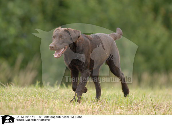 Labrador Retriever Hndin / female Labrador Retriever / MR-01471