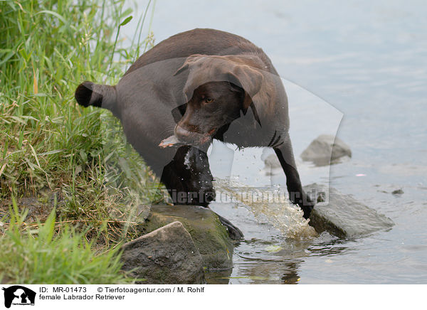 Labrador Retriever Hndin / female Labrador Retriever / MR-01473