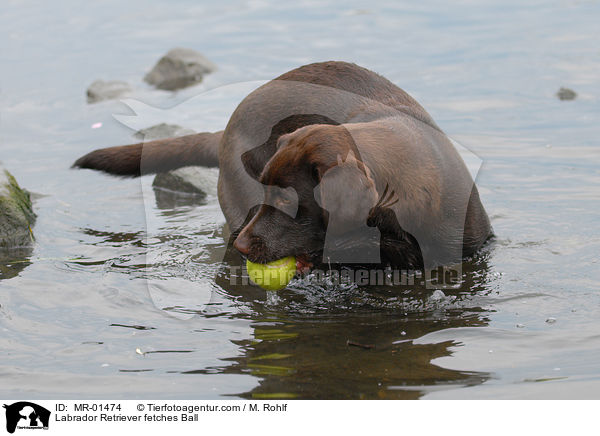 Labrador Retriever apportiert Ball / Labrador Retriever fetches Ball / MR-01474