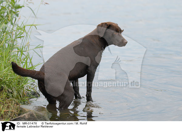 Labrador Retriever Hndin / female Labrador Retriever / MR-01476