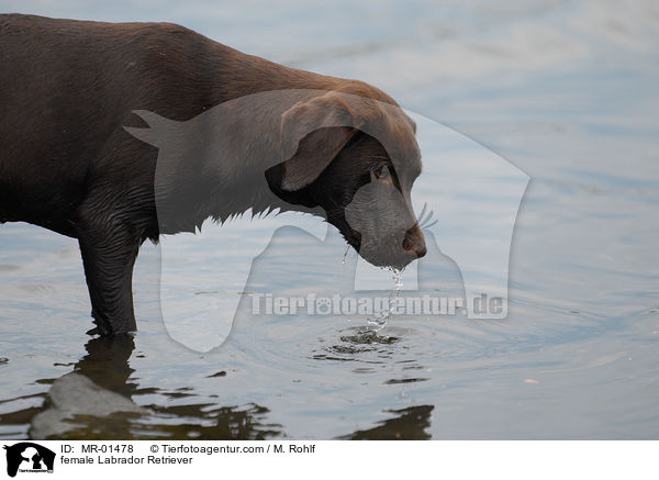 Labrador Retriever Hndin / female Labrador Retriever / MR-01478