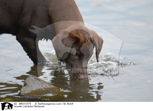 Labrador Retriever Hndin / female Labrador Retriever / MR-01479