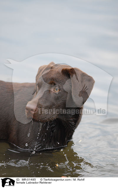 Labrador Retriever Hndin / female Labrador Retriever / MR-01485