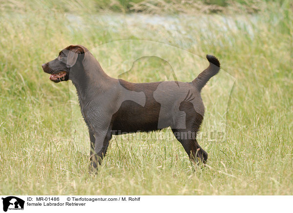 Labrador Retriever Hndin / female Labrador Retriever / MR-01486
