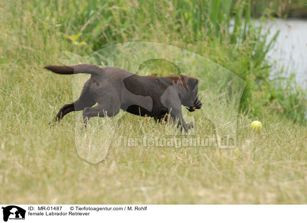 Labrador Retriever Hndin / female Labrador Retriever / MR-01487