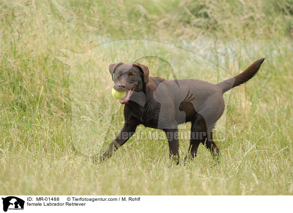 Labrador Retriever Hndin / female Labrador Retriever / MR-01488