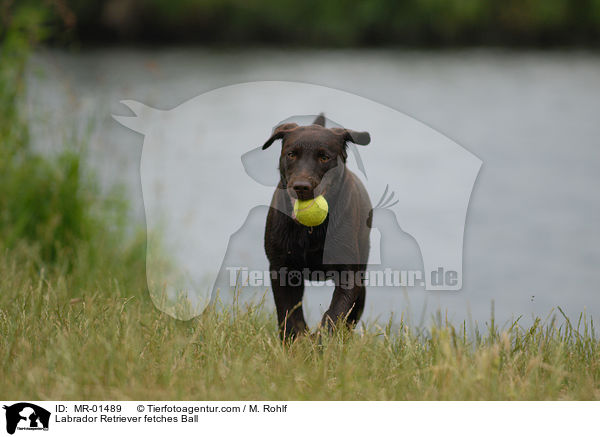 Labrador Retriever apportiert Ball / Labrador Retriever fetches Ball / MR-01489