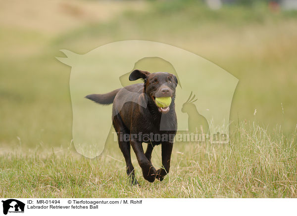 Labrador Retriever apportiert Ball / Labrador Retriever fetches Ball / MR-01494