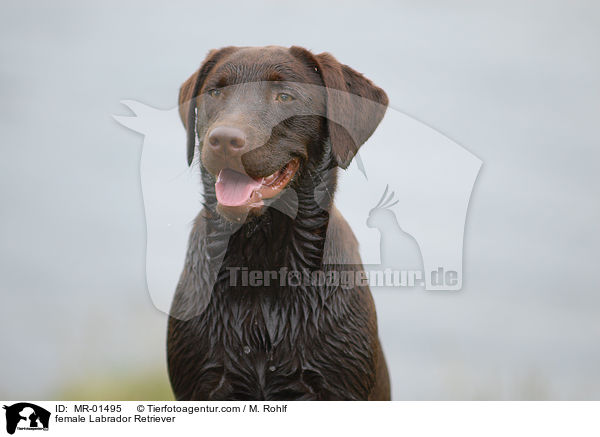 Labrador Retriever Hndin / female Labrador Retriever / MR-01495