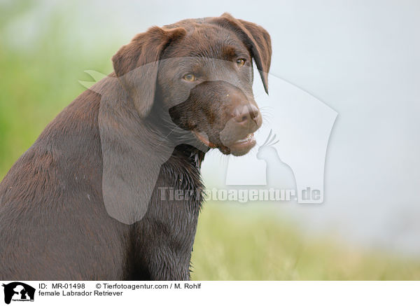 Labrador Retriever Hndin / female Labrador Retriever / MR-01498