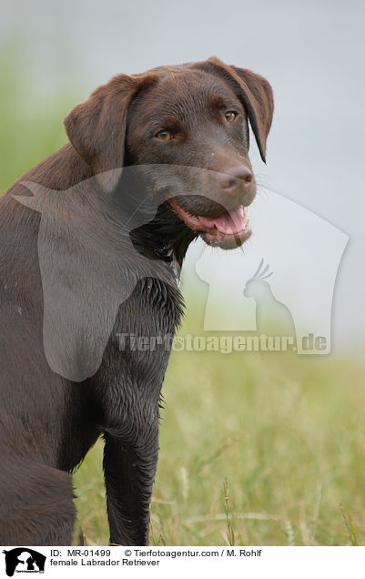 Labrador Retriever Hndin / female Labrador Retriever / MR-01499