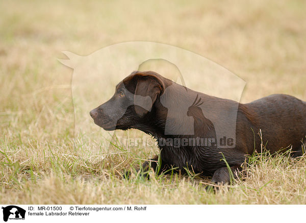 Labrador Retriever Hndin / female Labrador Retriever / MR-01500
