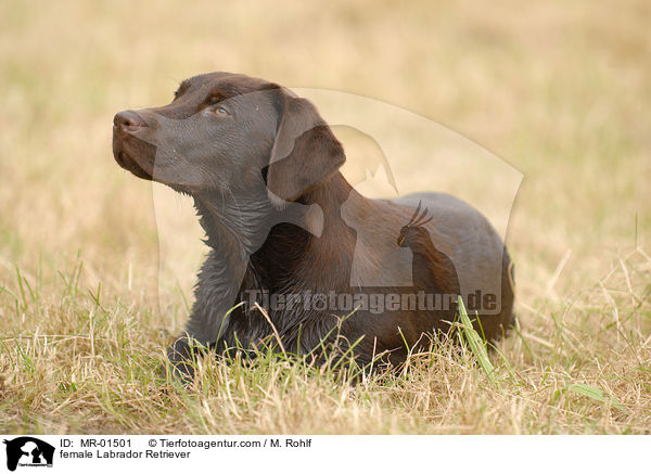 Labrador Retriever Hndin / female Labrador Retriever / MR-01501