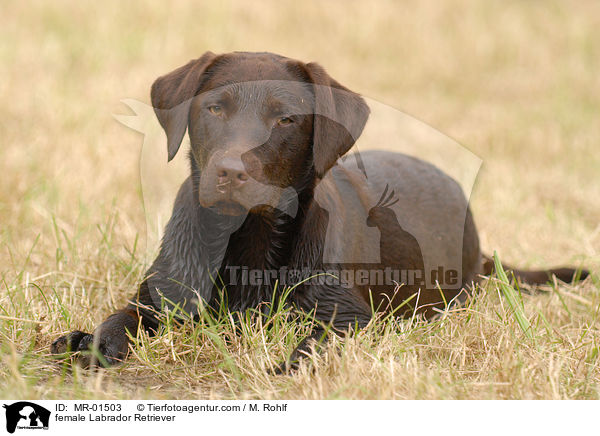Labrador Retriever Hndin / female Labrador Retriever / MR-01503
