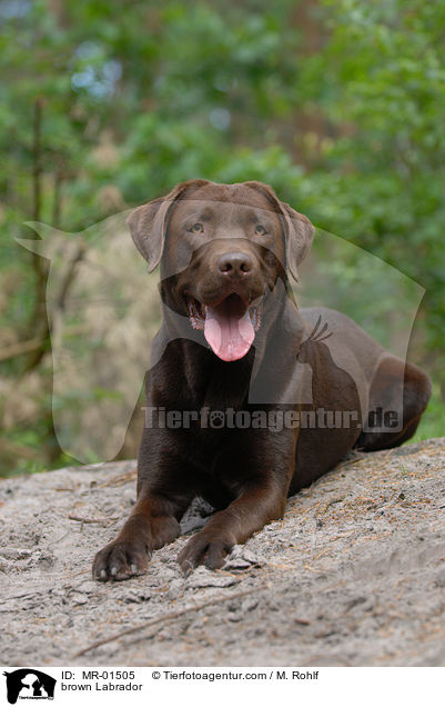 Labrador Retriever R�de / brown Labrador / MR-01505
