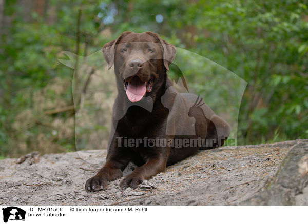 Labrador Retriever R�de / brown Labrador / MR-01506