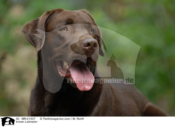 Labrador Retriever R�de / brown Labrador / MR-01507
