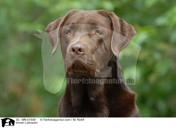 Labrador Retriever R�de / brown Labrador / MR-01508