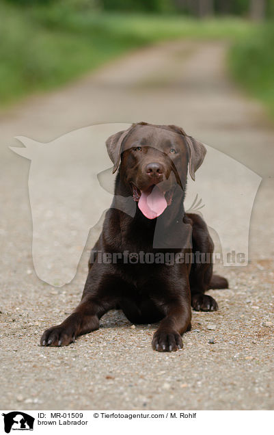 Labrador Retriever R�de / brown Labrador / MR-01509