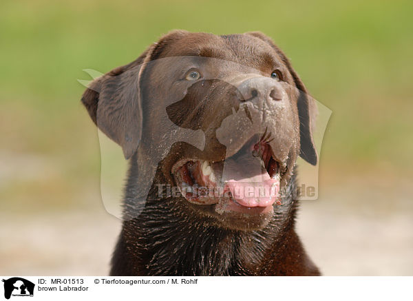 Labrador Retriever R�de / brown Labrador / MR-01513