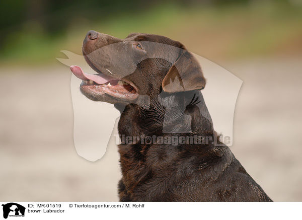 Labrador Retriever Rde / brown Labrador / MR-01519