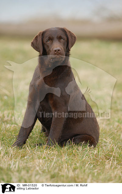 sitzender Labrador / sitting Labrador / MR-01520