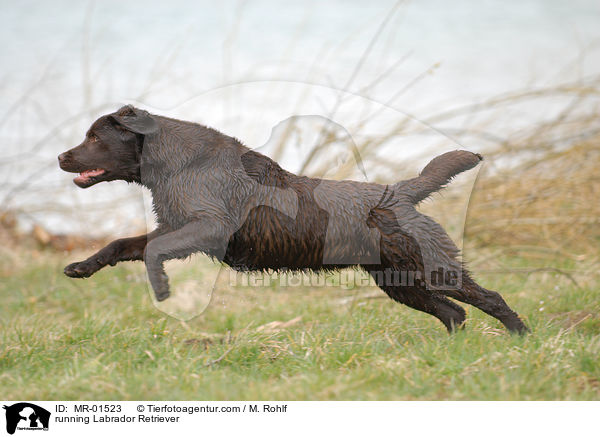 rennender Labrador Retriever / running Labrador Retriever / MR-01523