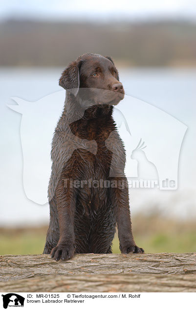 brauner Labrador Retriever / brown Labrador Retriever / MR-01525