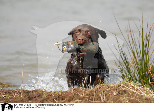 Labrador Retriever apportiert Dummy / Labrador retrieves Dummy / MR-01536