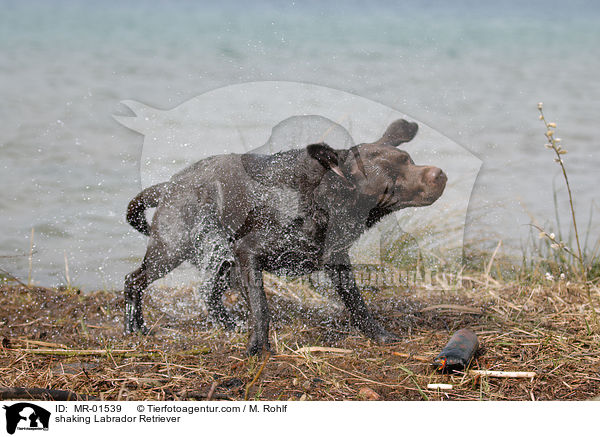 Labrador Retriever schttelt sich / shaking Labrador Retriever / MR-01539