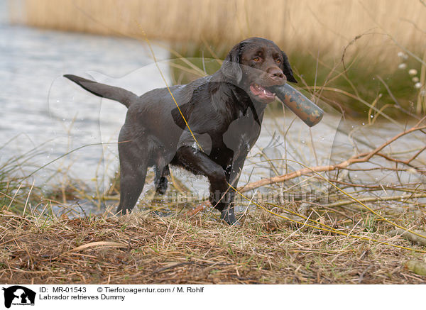 Labrador Retriever apportiert Dummy / Labrador retrieves Dummy / MR-01543