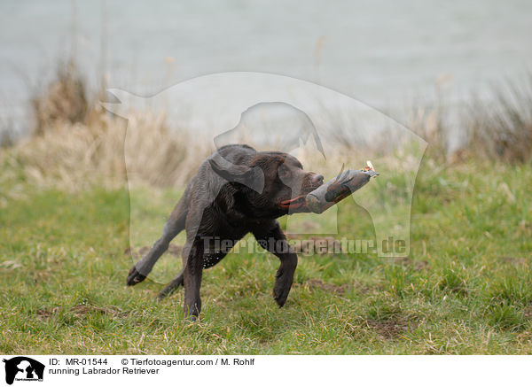 rennender Labrador Retriever / running Labrador Retriever / MR-01544