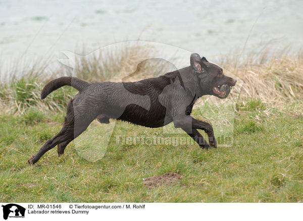 Labrador Retriever apportiert Dummy / Labrador retrieves Dummy / MR-01546