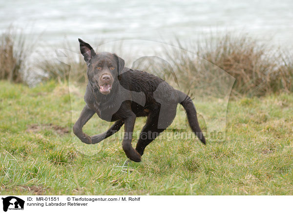 rennender Labrador Retriever / running Labrador Retriever / MR-01551