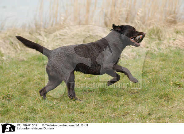 Labrador Retriever apportiert Dummy / Labrador retrieves Dummy / MR-01552