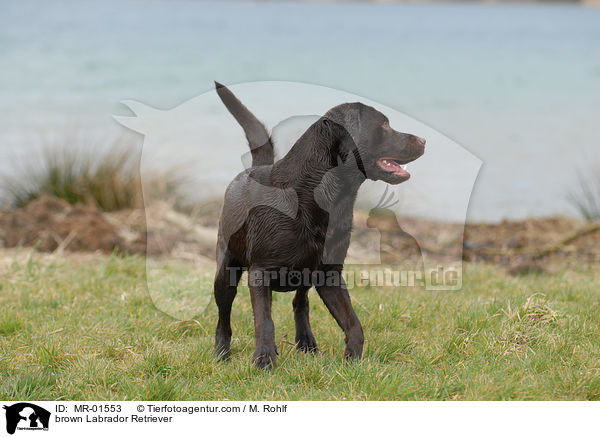 brauner Labrador Retriever / brown Labrador Retriever / MR-01553