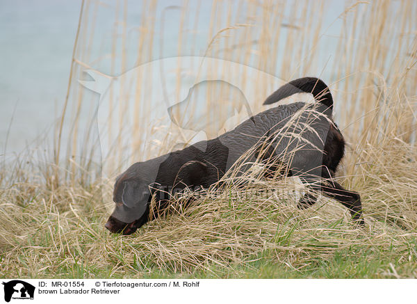 brauner Labrador Retriever / brown Labrador Retriever / MR-01554