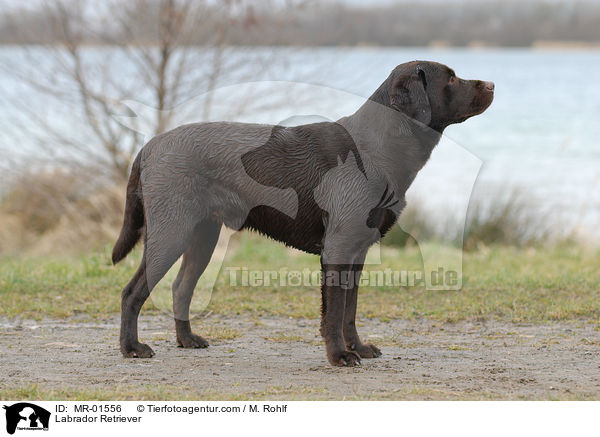 Labrador Retriever / Labrador Retriever / MR-01556