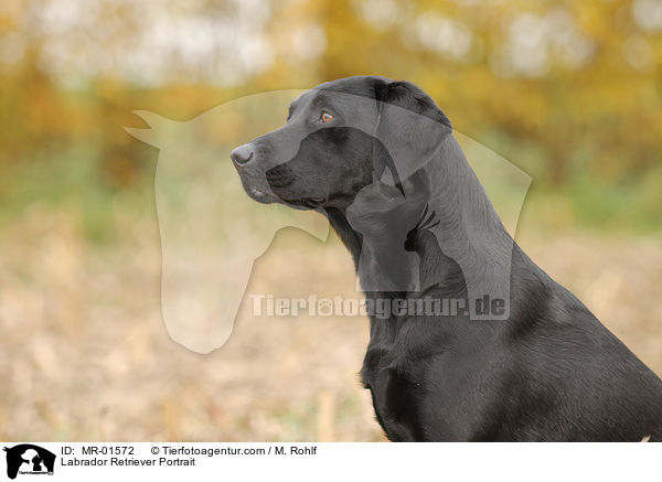 Labrador Retriever Portrait / Labrador Retriever Portrait / MR-01572