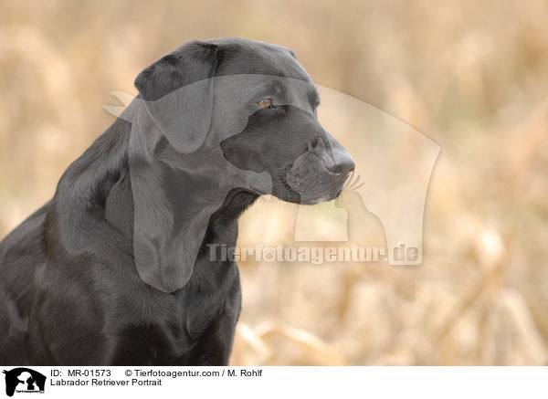 Labrador Retriever Portrait / Labrador Retriever Portrait / MR-01573