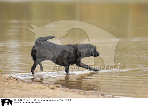schwarzer Labrador Retriever / black Labrador Retriever / MR-01575