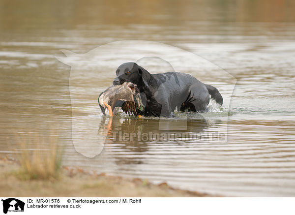 Labrador apportiert Ente / Labrador retrieves duck / MR-01576