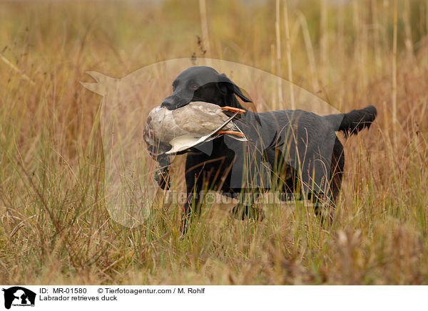 Labrador apportiert Ente / Labrador retrieves duck / MR-01580
