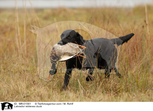 Labrador apportiert Ente / Labrador retrieves duck / MR-01581